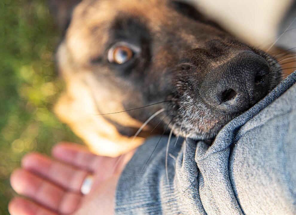 close up dog biting a human arm