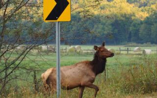 Common Causes : Animal Collisions